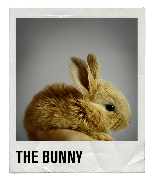 Gay Slang - The Bunny