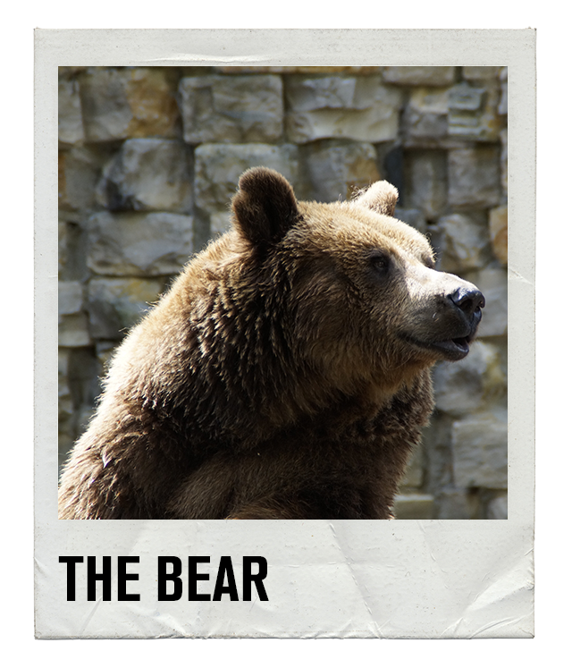 Gay Slang - The Bear