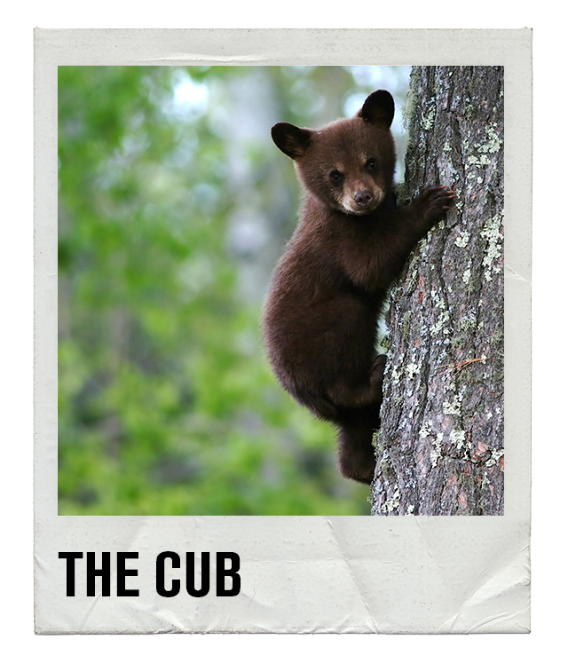 Gay Slang - The Cub