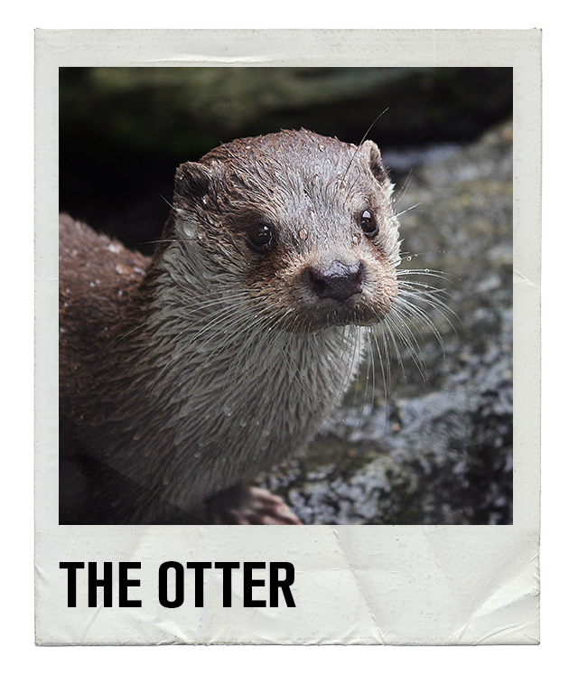 Gay Slang - The Otter