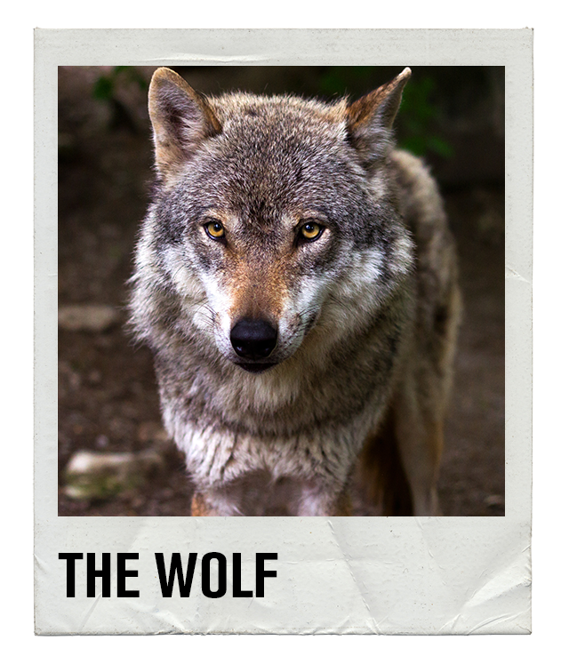 Gay Slang - The Wolf