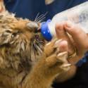 Animal Welfare